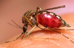 MALARIA-6